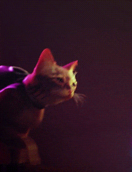 Stray game gif